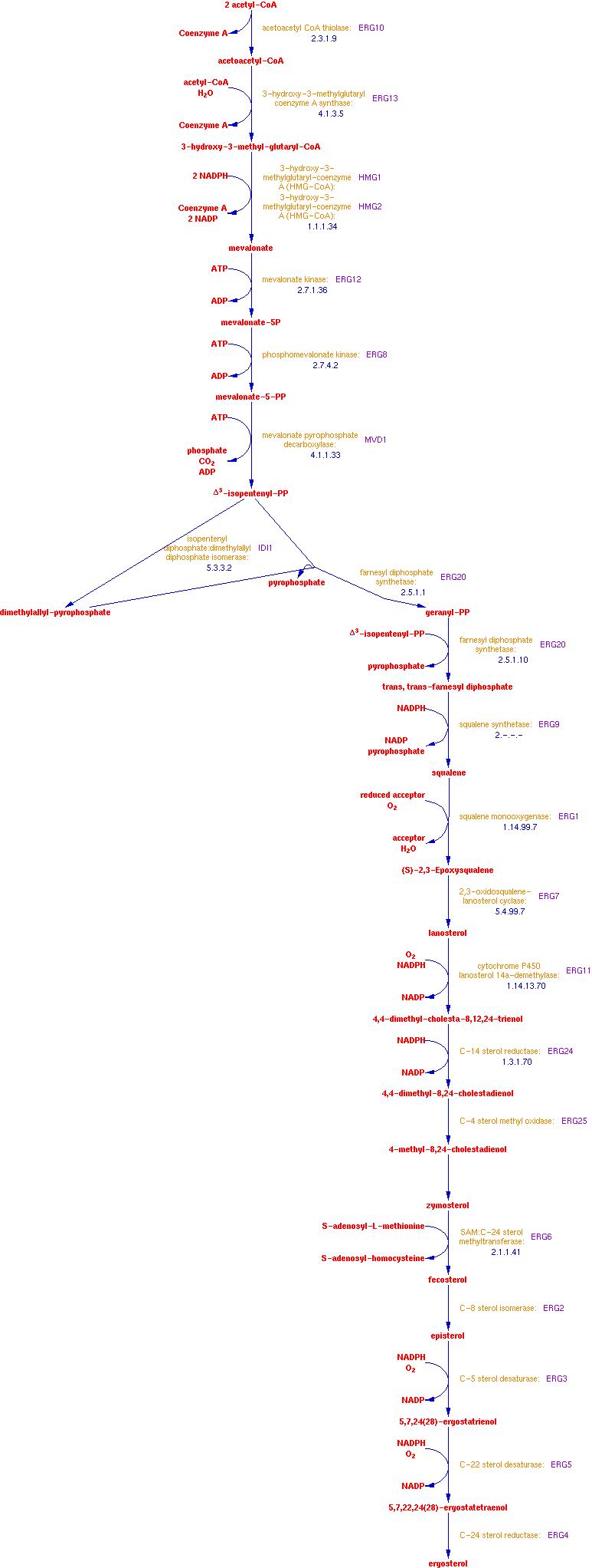 Ergosterol Biosynthesis